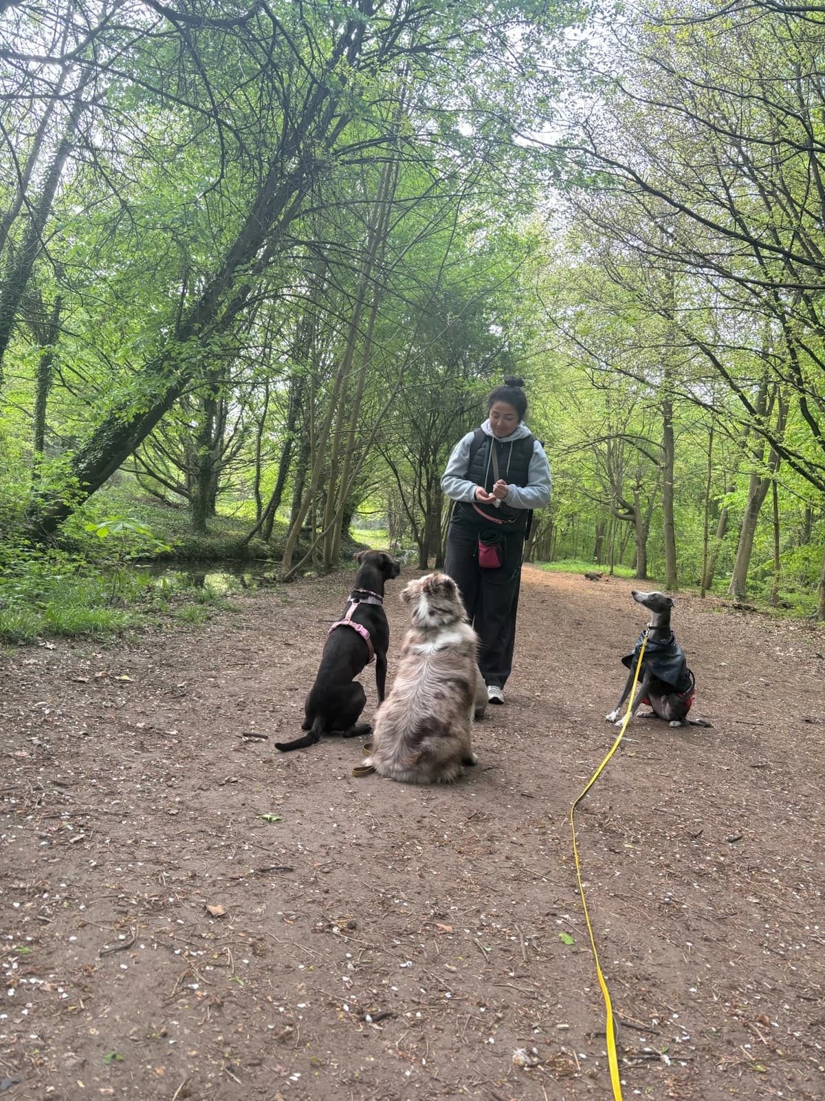 Hanna et trois chiens assis sur un chemin de forêt