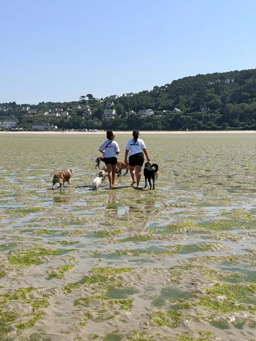 Sarah et Hanna sur la plage avec la meute, sous un grand ciel bleu