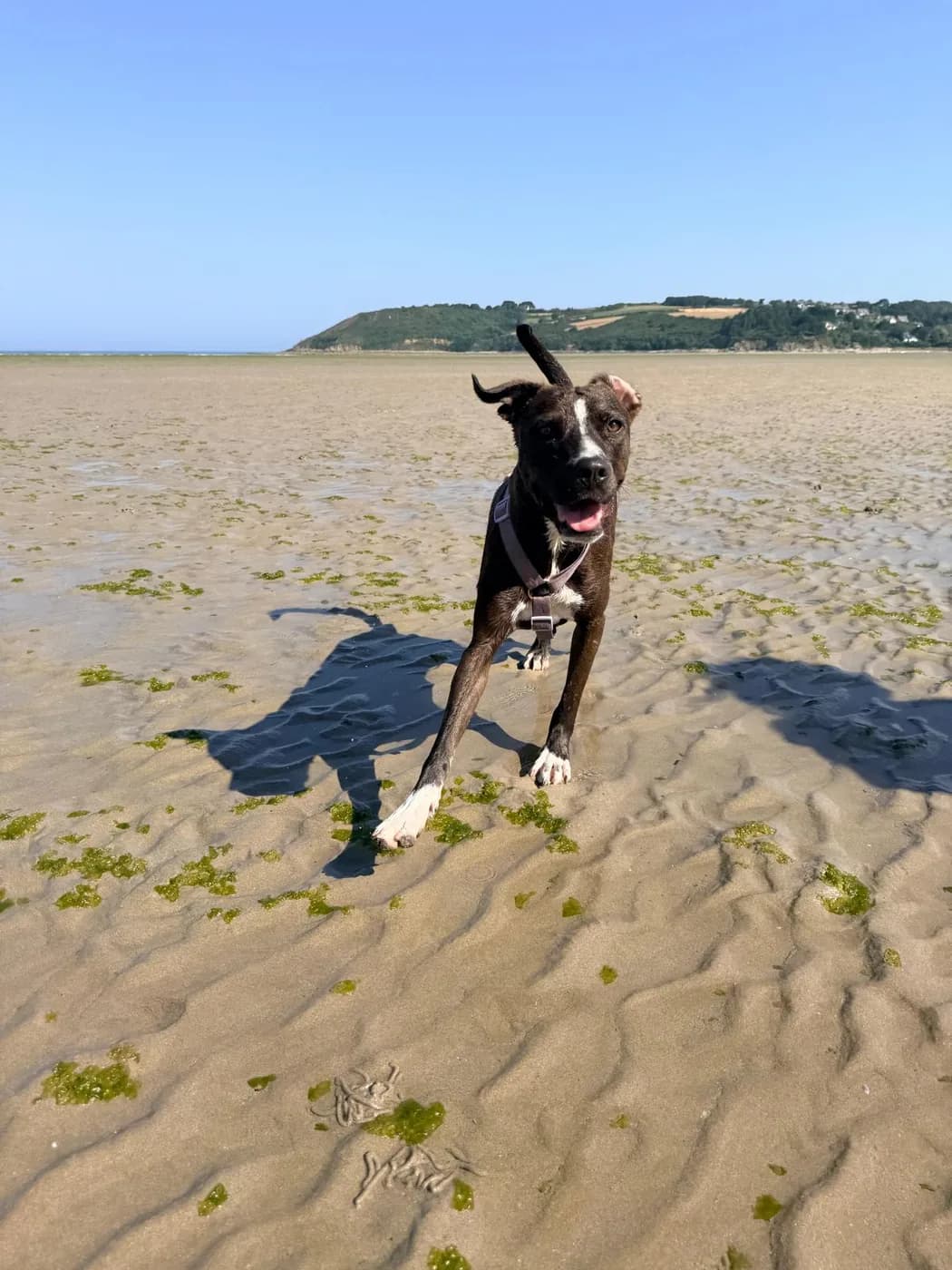 Un chien qui court sur la plage sous un ciel bleu