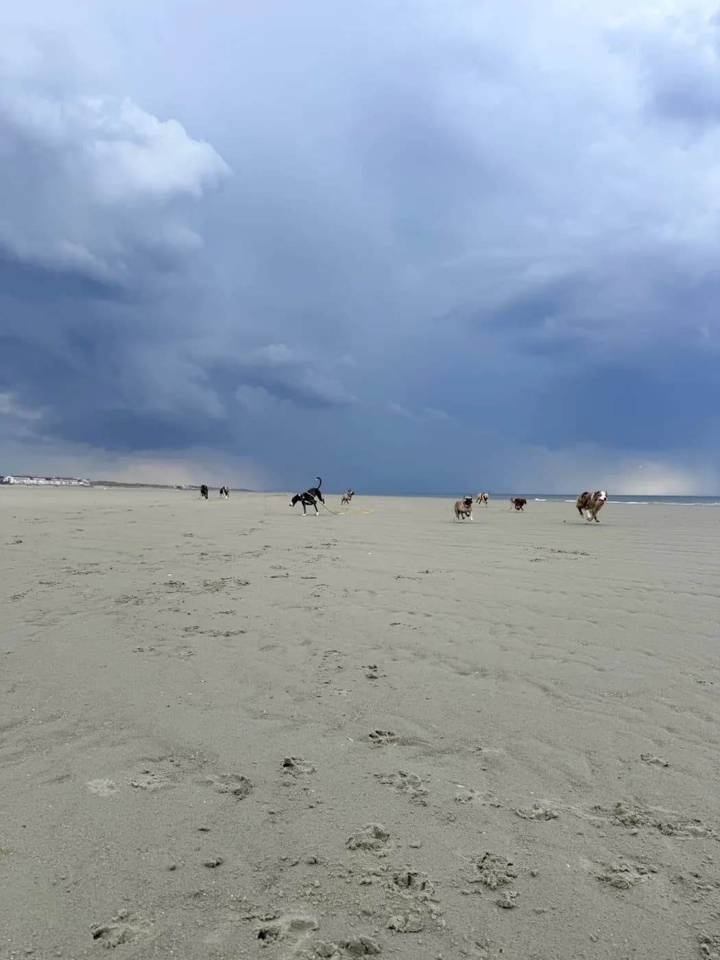 La meute avant l'orage