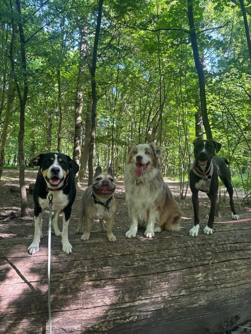 Pause en forêt
